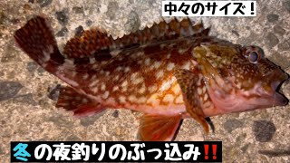 今年最後の淡路島！ガシラの数釣りを楽しみました！【淡路島　釣り】