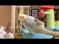 今日のオカメインコ【シナモン】