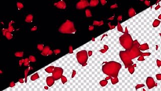 Flying Rose Petals Transparent Background Stock Motion Graphics