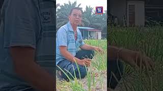 Perak hasilkan bawang pertama Malaysia
