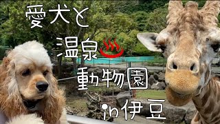 ぽてと一緒に温泉♨️に入って、動物園に行きました［アメリカンコッカースパニエル］【伊豆】