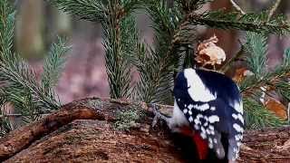 Strakapoud velký -  Dendrocopus major