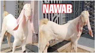 Nawab - Hyderabadi Breeding Buck of KK Goats Baroda Gujarat