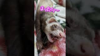 あくび 止まりません！　#shorts #フェレット #ferret #ペット #小動物 #animals #かわいい #可愛い #あくび