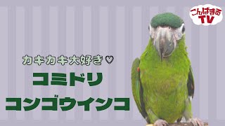 【こんぱまるTV】千葉店　＃6　カキカキ大好き♡　コミドリコンゴウインコ