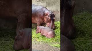 ฮิปโปน้อยศรีสะเกษ #reelsfacebookน้องหอมแดง น่ารักไม่เกรงใจใคร #shorts #ศรีสะเกษอินดี้ #hippo