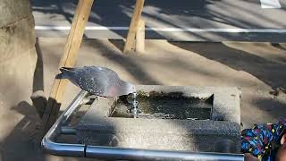 水を飲む鳩