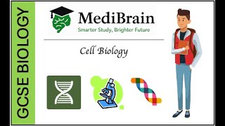 GCSE Biology: Microscopy Exam Questions