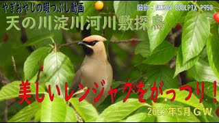 美しい鳥「レンジャク」をがっつり撮影しましたよ【ＧＷまとめ】