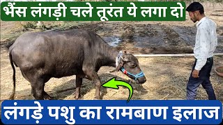 Pashu ke pair me moch aana | Lameness in buffalo treatment | pashu ka langda kar chalna | hada vet |