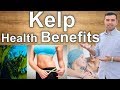 Amazing Benefits of Kelp – Interesting Advantages of Consuming Kelp for Your Health