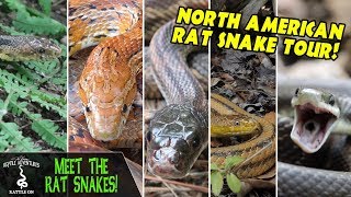 MEET THE RAT SNAKES!