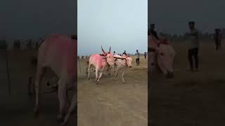 बाशिंग भवऱ्या आणि बुलेट छब्या 01.मुरगूड माळ.1.25.228 मानकरी 👑🐂