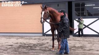 エスポワールシチー(Espoir City)-優駿スタリオンステーション種牡馬展示会2015