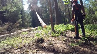 Felling Spruce Trees | Těžba Smrků | Stihl MS462C