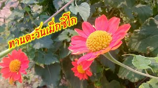 🔴Live ตามล่ากาลเวลา031 - #ต้นทานตะวันเม็กซิโก #ดอกทานตะวันเม็กซิโก #ดอกไม้เรียกแมลง  #NengPratheep