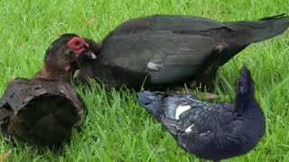 Muscovy duck Mate/ Muscovies Mating