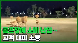 [시선두기] 골프장에 소떼 난입…고객 대피 소동 / 연합뉴스TV (YonhapnewsTV)