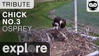 Remembering Chick No.3 - Charlo Montana Osprey - Tribute