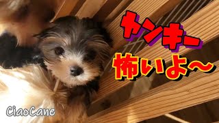 ヤンキーにからまれるマリオとピーチ姫【ヨークシャーテリア専門犬舎チャオカーネ】