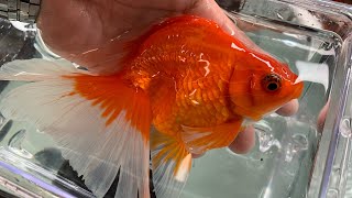 【藤錦 庭園魚店】中国産 3歳ブロードテール琉金