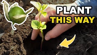 How to Grow Tomatillos Step by Step