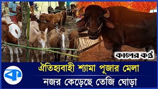 তেজি ঘোড়া আর মহিষে জমে উঠেছে ঐতিহ্যবাহী কালিমেলা | Dinajpur | Kali Mela