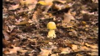 Mushroom Madness - a guide to UK psychedelic & poisonous fungi