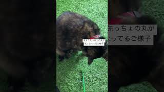 必死に追いかけるおててが可愛すぎる猫 （後頭部も良い）#サビ猫 #保護猫