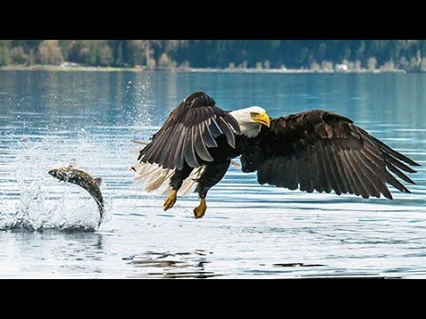 Understanding Bald Eagles Characteristics Habitat And Conservation
