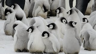 Emperor penguin chicks  可愛い皇帝ペンギンの赤ちゃん