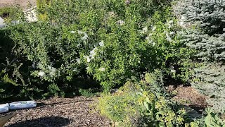 How to Thin and Bag Apples and Pears For a Better Harvest