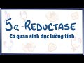 Thiếu hụt 5 alpha reductase - cơ quan sd lưỡng tính