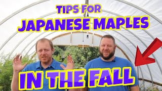 Tips for Growing Japanese Maples In the Fall | Gardening 101 |