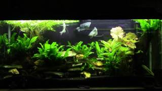 My Experiences Keeping Gourami