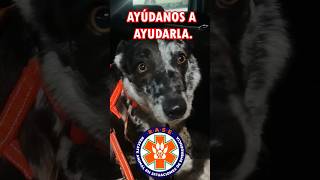 TACAS BUSCA FAMILIA  #shortsvideo #adopta #perros #rescates  #mascotas #petslover