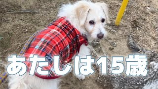 【16歳🌈15歳14歳犬】歳を重ねてもかわいい犬たち♡