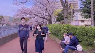 【日本的春天】身边的樱花／桜限定季節／春天的特产樱花／日本旅行