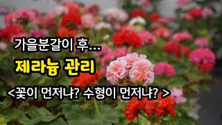 #pelargonium  #제라늄가드닝 /  꽃이 먼저냐? 수형이 먼저냐? 그게 고민이신 분들!! 꼭 보세요.