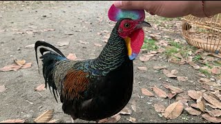 THE BEAUTIFUL GREEN JUNGLE FOWL ACTION AND SOUND...