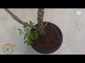 all about plumeria temple tree propagation care tips for more blooming plumeria obtusa plant