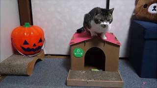 ボロボロの屋根が新しくなったんだけど・・・☆キャットハウスの屋根交換☆リキちゃん爪とぎ頑張る！【リキちゃんねる　猫動画】Cat video　キジトラ猫との暮らし