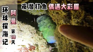 《环球探海记》阿曼~第18天：海里的鱼为什么在晚上都是睁开眼睡觉的？#自由潜渔猎#阿曼旅行#夜间打鱼#