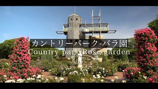 【シネマティックムービー】熊本農業公園カントリーパークのバラ園が素敵すぎた【PV】