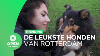 Wat is de leukste hond van Rotterdam? Wij doen vijf suggesties! | Trending