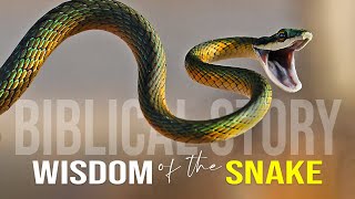 Wisdom Of The Serpent - Best Motivational Video