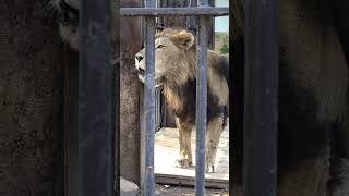 ヤマト鳴く📢 🦁#おびひろ動物園 #ライオン #ヤマト #shorts