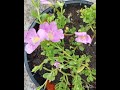 ये portulaca plant सालभर फूल देता है। how to grow mossrose portulaca 9o clock portulaca grandiflora