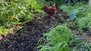 Kaitiaki Māra Kai: Backyard Garden; Preparing 2022-3 Māra Kai.