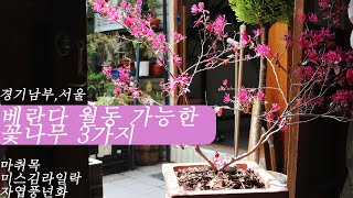 베란다 월동 쉬운 꽃나무 3가지 추천, 마취목/미스김라일락/자엽풍년화 plant care